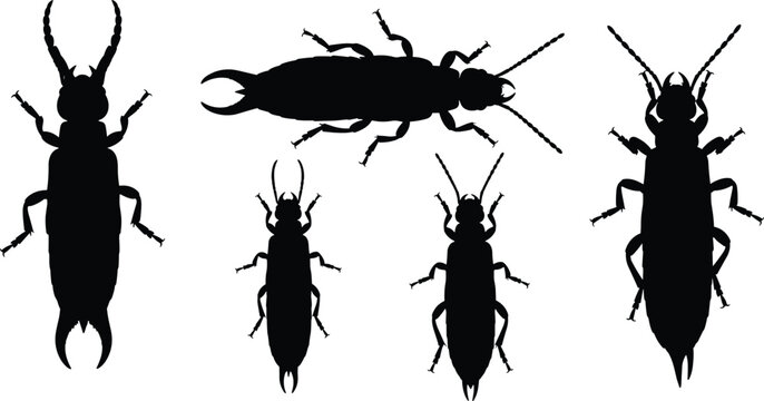 Earwig insect silhouette set. Black bug shapes with pincers in different poses. Isolated vector collection for wildlife design, pest concepts, education, and minimal illustrations.