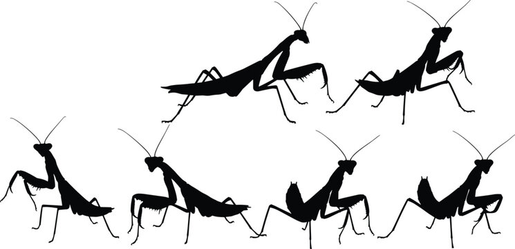 Praying mantis silhouette set. Insect poses in black with detailed legs and antennae. Isolated vector collection for wildlife design, nature themes, education, and logo concepts.