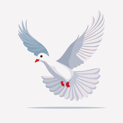 Fototapeta premium White Dove in Flight