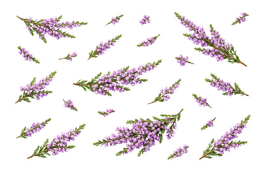 set of lavender flowers