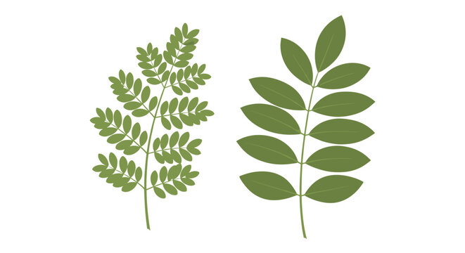 Two different types of green compound leaves are shown side-by-side on a white background in a clear and detailed botanical illustration.