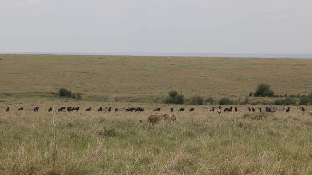 Lioness stalking through long grass past distant herd of wildebeest and topi on the Masai Mara plains, African lioness on the hunt at a distance, Kenya wildlife 4K B-roll
