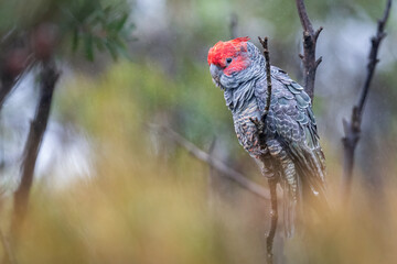 Young male gang-gang cockatoo (Callocephalon fimbriatum), Blue Mountains, NSW, Australia.  © Alex Cooper