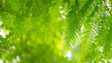 Obraz premium abstract circular green bokeh background, green nature spring and nature light in blurred style, copy space