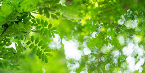 Obraz premium abstract circular green bokeh background, green nature spring and nature light in blurred style, copy space