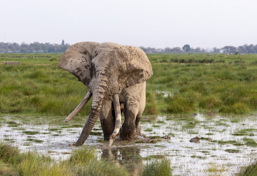 African elephant bull tusker named Pascal who was wading and giving himself a mudbath in Amboseli National Park in East Africa Kenya KEN