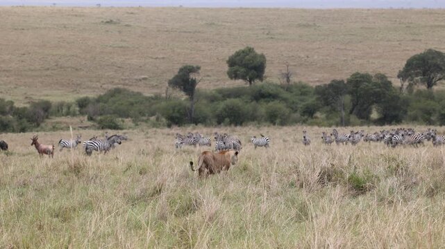 Lioness approaching mixed herd of zebra wildebeest and topi on the Masai Mara savannah, African lioness on the hunt closing in on prey at distance, Kenya wildlife 4K B-roll