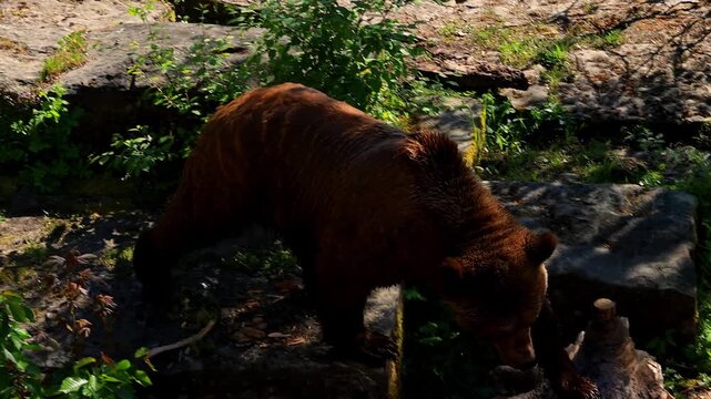 a bear in the bear cage in bern switzerland 4k video