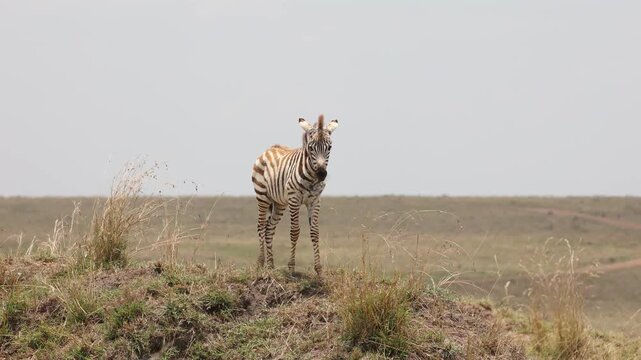 Solitary plains zebra foal standing alert on a grass mound on the Masai Mara plains, young zebra calf alone on the savannah with vast open horizon, Kenya wildlife 4K B-roll