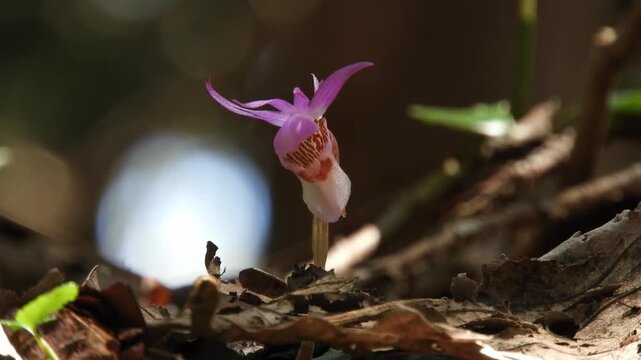 【4K】木漏れ日に輝く希少な野生ラン「ヒメホテイラン」。青森の神秘的な森の風景素材　　[4K] Fairy Slipper Orchid in the Sunlight: Rare Hime-hoteiran Blooming in Aomori's Hiba Forest, Japan 撮影日：20260430-3