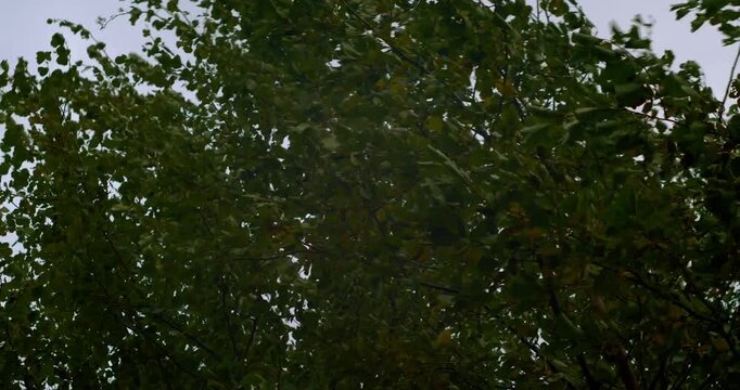 Dense tree branches and leaves sway violently against a gloomy grey sky as powerful storm winds shake the foliage.