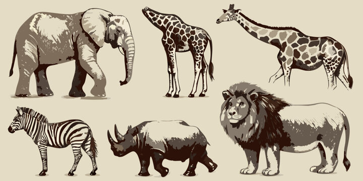 African wildlife sketches elephant giraffe zebra rhino and lion