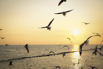 Fototapeta premium Seagulls Gliding Above Calm Ocean During Breathtaking Sunset View