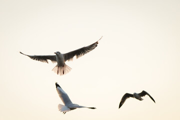 Fototapeta premium Seagulls in Flight Against Soft Sunset Sky Background