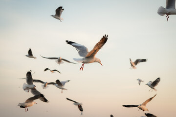 Obraz premium Seagulls in Flight Under Soft Sunset Sky with Calm Ocean Background