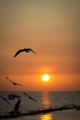 Naklejka premium Birds Flying Over Tranquil Sea at Sunset with Golden Sky