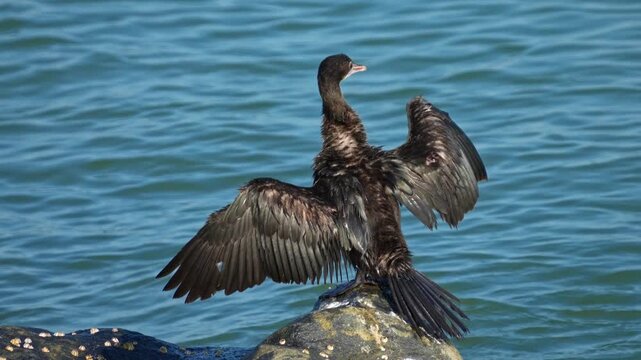 Indian cormorant, Indian shag, Phalacrocorax fuscicollis, cormorant bird India, water bird India, aquatic bird, wetland bird, fishing bird, bird catching fish, diving bird, bird wings, bird photograph