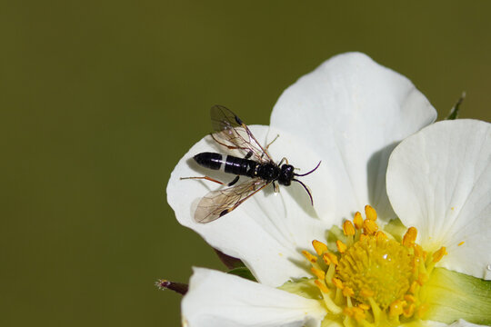 Curled Rose Sawfly (Allantus cinctus). Family Common sawflies (Tenthredinidae). On white flower of strawberry (Fragaria), family Rosaceae. Spring, April, Netherlands
