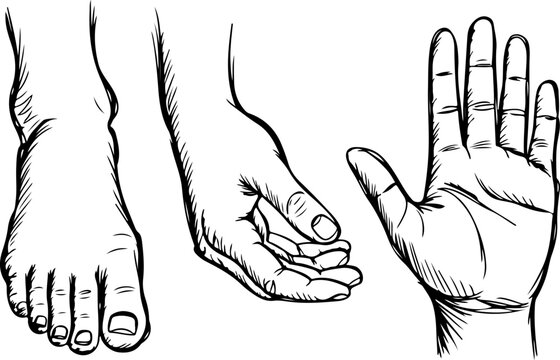 Minimalist Line Art of Human Hand and Foot Set. Anatomy Body Gesture Illustration