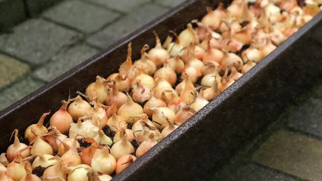 Close-up of onion sets placed in soil in container. Concept of gardening, planting vegetables, agriculture and organic growing process.