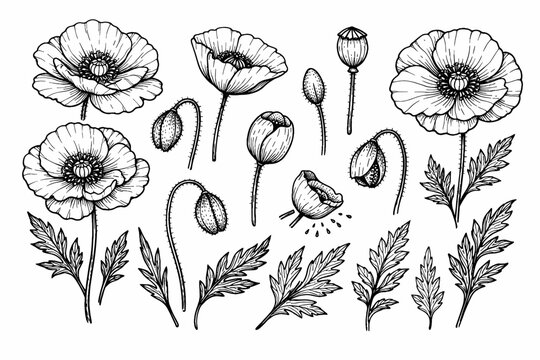 Detailed Hand Drawn Ink Illustration Set of Blooming Poppy Flowers, Buds, and Leaves; Vintage Botanical Line Art Elements for Wedding Invitations, Greeting Cards, and Nature Themed Designs.