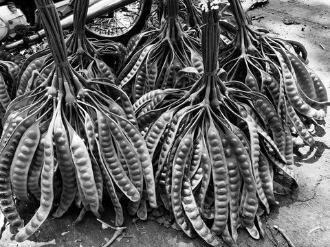Selective focus. Fresh petai beans. Fresh bunches of petai or stinky beans at a traditional market. Black. White.