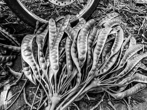 Selective focus. Fresh petai beans. Fresh bunches of petai or stinky beans at a traditional market. Black. White.