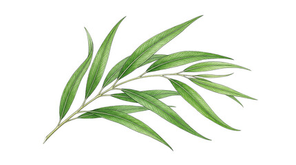 Fototapeta premium A eucalyptus branch with many green leaves illustration.