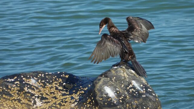 Indian cormorant, Indian shag, Phalacrocorax fuscicollis, cormorant bird India, water bird India, aquatic bird, wetland bird, fishing bird, bird catching fish, diving bird, bird wings, bird photograph