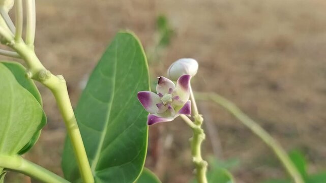 Macro shot of Crown Flower buds and purple Calotropis gigantea blossoms with green leaves in golden hour sunlight