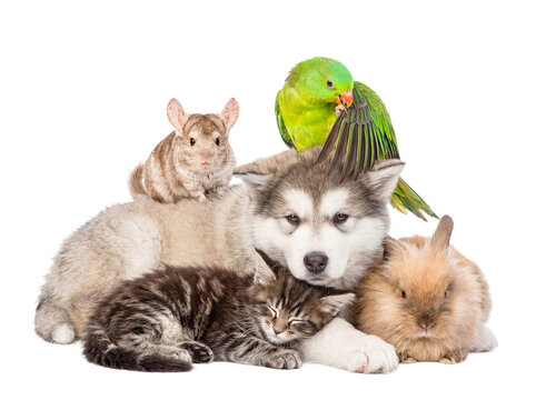 Charming collection of young animals including a husky puppy, kitten, chinchilla, rabbit, and parrot.