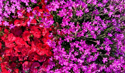 Obraz premium 青空の下に広がる鮮やかなピンク色のムシトリナデシコの絨毯と新緑の風景 Vibrant pink Silene armeria flowers carpet under a clear blue sky and fresh green trees