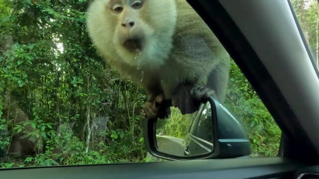 A captivating close up view of a monkey peering into car window and sitting on a side mirror from inside car as it drives through a lush green jungle landscape in slow motion.