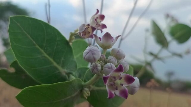 Macro shot of Crown Flower buds and purple Calotropis gigantea blossoms with green leaves in golden hour sunlight