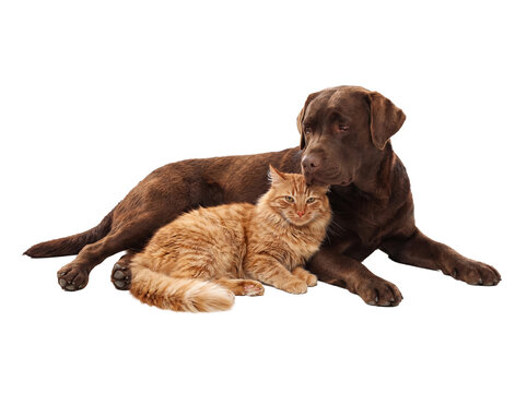 Chocolate labrador retriever dog and orange tabby cat resting peacefully, isolated on a transparent background.