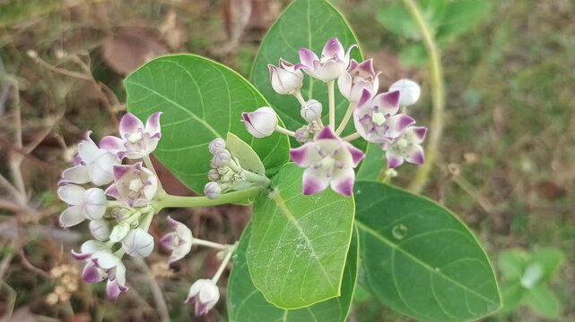 Macro shot of Crown Flower buds and purple Calotropis gigantea blossoms with green leaves in golden hour sunlight