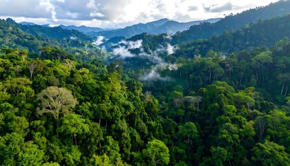 Obraz premium Aerial view of a lush, green forest with misty hills