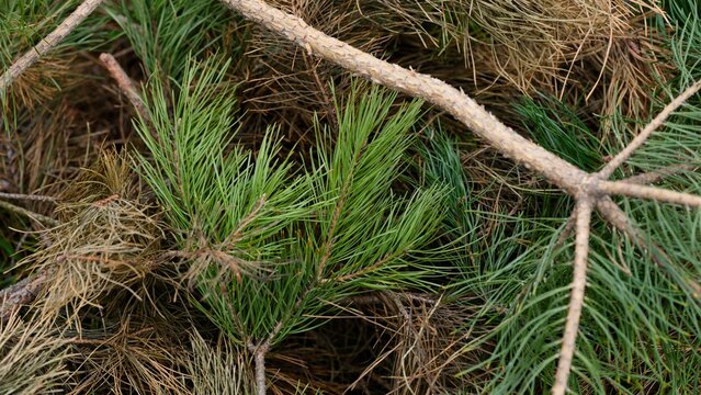 A close-up shot of fresh green and dried brown pine branches with needles.