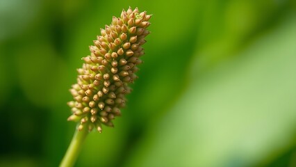 Fototapeta premium plantago. Extreme close-up of a plantago plant's spike covered in tiny brown seeds. gardening catalogs, home-decor guides, designed for gardening and botanical catalogs, used by art directors.