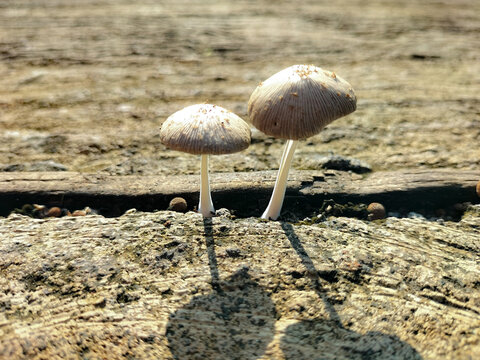 Capturing the micro beauty of two mushroom stalks growing between rotting wood and rocks. Two parasola mushrooms. Selective focus.