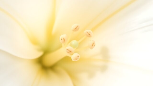 ovules. Macro view inside a white lily's ovary showing tiny ovules. gardening catalogs, home-decor guides, designed for home decor and floral branding and gardening and botanical catalogs.