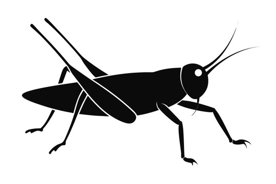 Grasshopper silhouette vector, Grasshopper icon, Grasshopper black symbol
