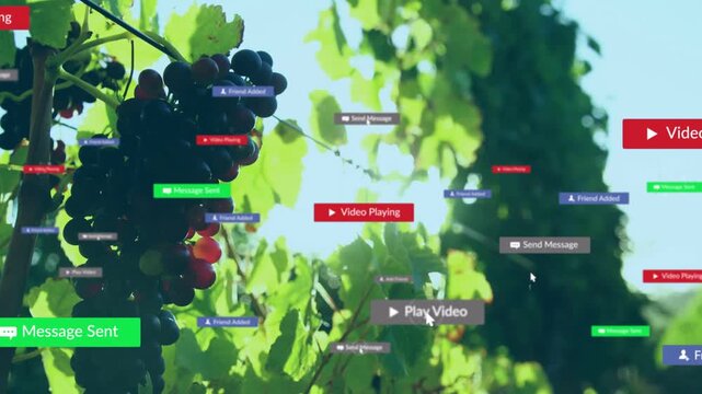 Cursor clicking Play overlay, badges appearing across vineyard, grape bunch anchored showing alerts