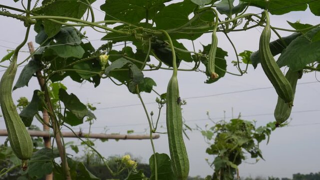 Fresh ridge gourd
