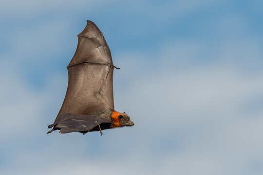 Grey-headed flying fox (Pteropus poliocephalus) in flight, Sydney, NSW. Australia's largest bat species.