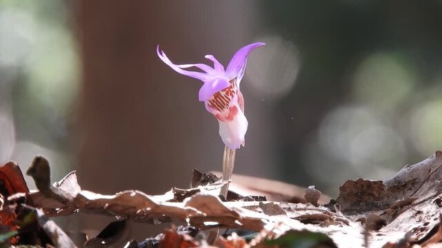 【4K】木漏れ日に輝く希少な野生ラン「ヒメホテイラン」。青森の神秘的な森の風景素材　　[4K] Fairy Slipper Orchid in the Sunlight: Rare Hime-hoteiran Blooming in Aomori's Hiba Forest, Japan 撮影日：20260430-1