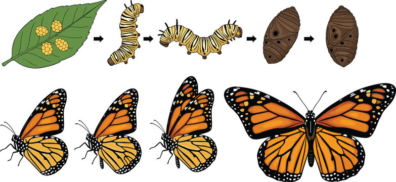 Complete Life Cycle Stages of a Monarch Butterfly Featuring Eggs on Leaf, Caterpillar Growth, Pupa, and Adult Butterfly Emergence Vector Illustration for Science Education
