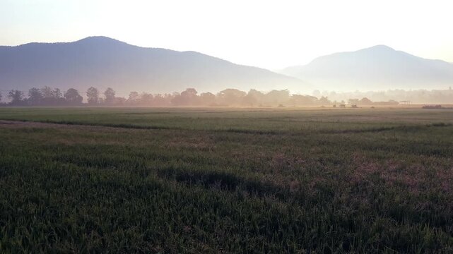 This high-end 4K 60fps sequence offers an immersive ground-level perspective, designed to capture the mystical and technical essence of rural sunrises in Southeast Asia. 