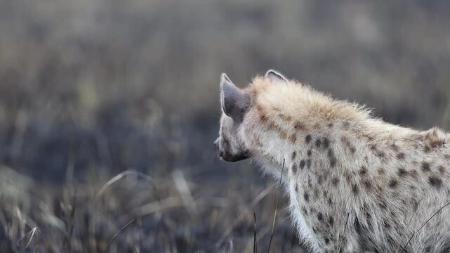 Solitary spotted hyena on alert in burnt grassland on the Masai Mara plains, lone hyena profile portrait scanning the savannah after a controlled fire, Kenya wildlife 4K B-roll