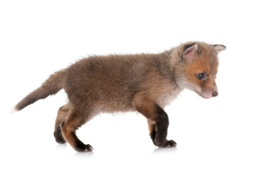 Fototapeta premium red fox cub
